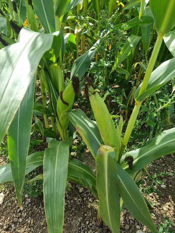 Coombes Maize Maze - Image 1