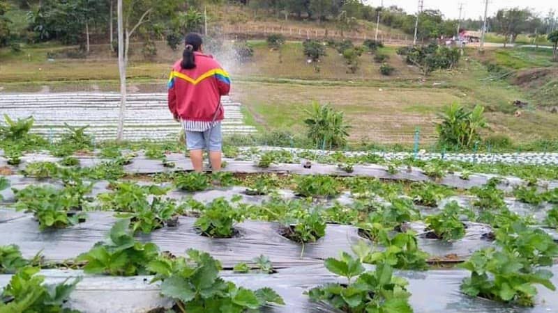 ไร่สตรอเบอร์รี่ ใบบุญ - Image 1