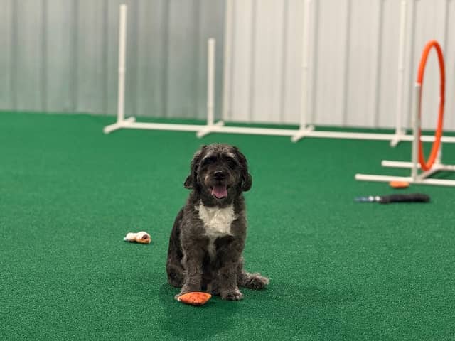 Pup-A-Rama Playhouse - Image 1