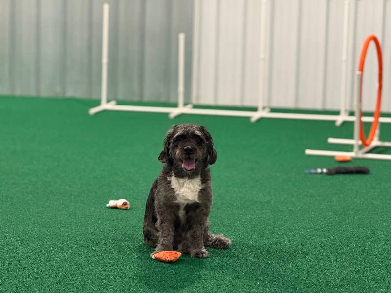 Pup-A-Rama Playhouse - Image 1