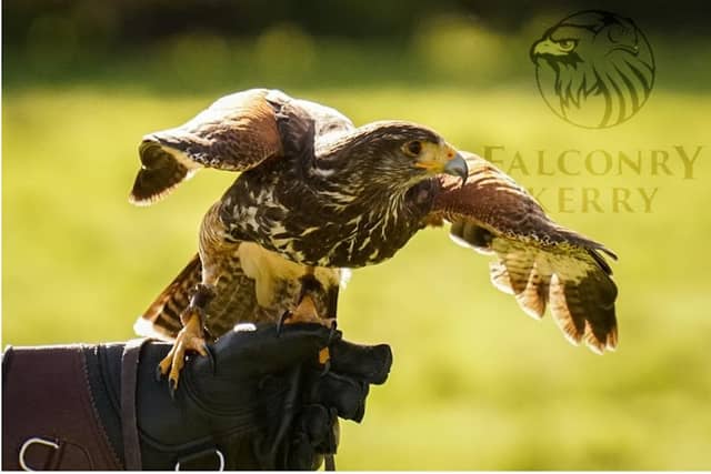 Falconry Kerry (in Killarney) - Image 1