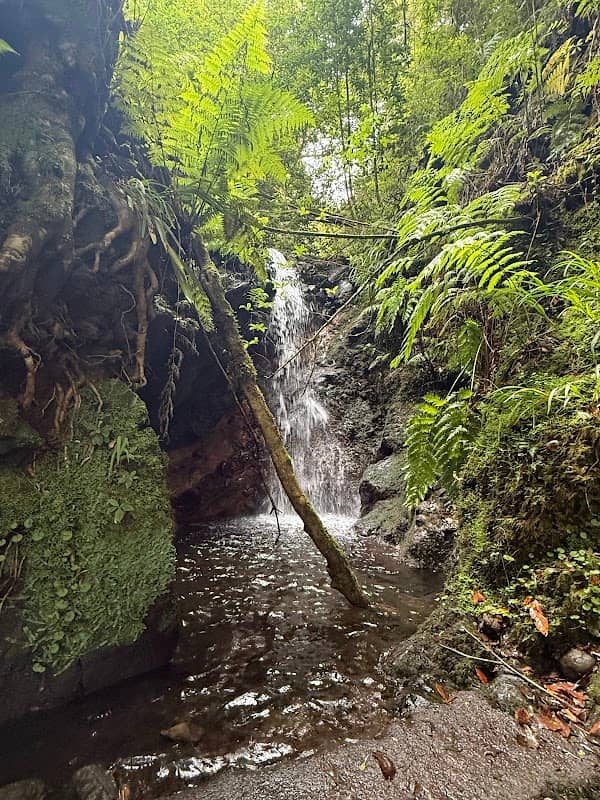 Levada da Silveira - Image 2