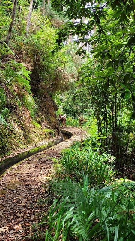 Levada da Silveira - Image 3