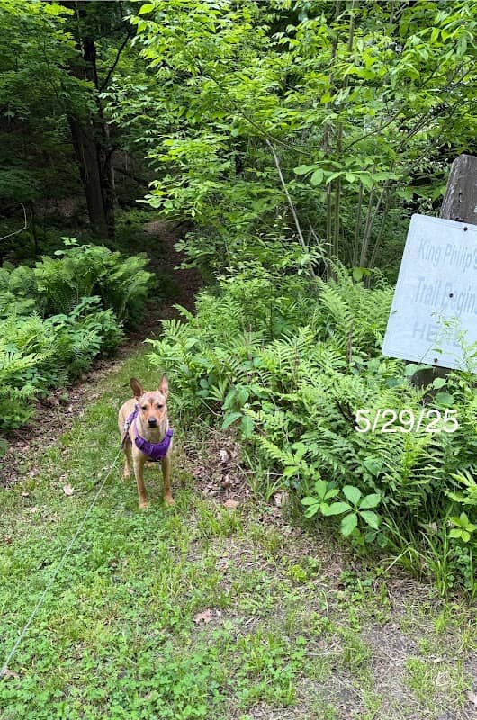 King Philip's Hill Trail - Image 1