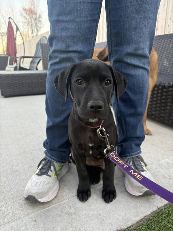 DOGGO Sit Stay Play - Image 1