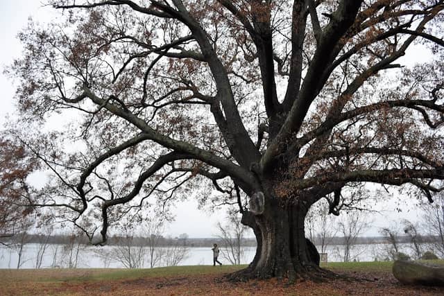 The Willow Oak Tree - Image 1