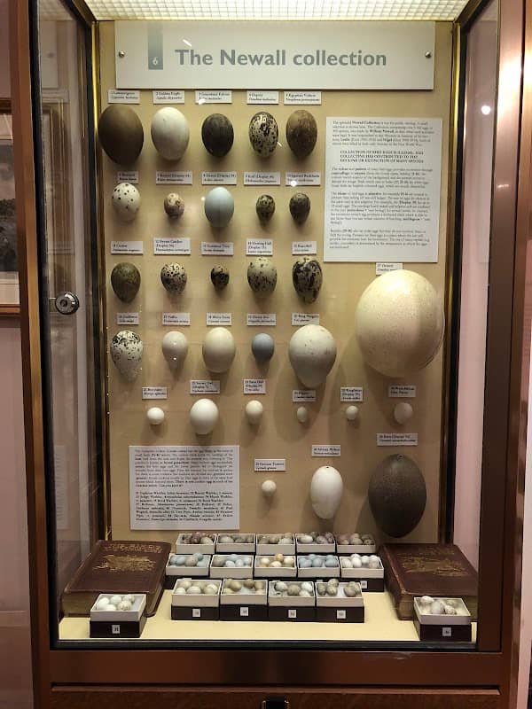 Eton College Natural History Museum - Image 2