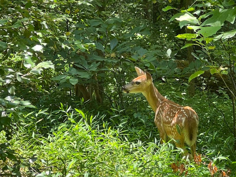 Deer Sculpture - Tony Tasset - Image 3
