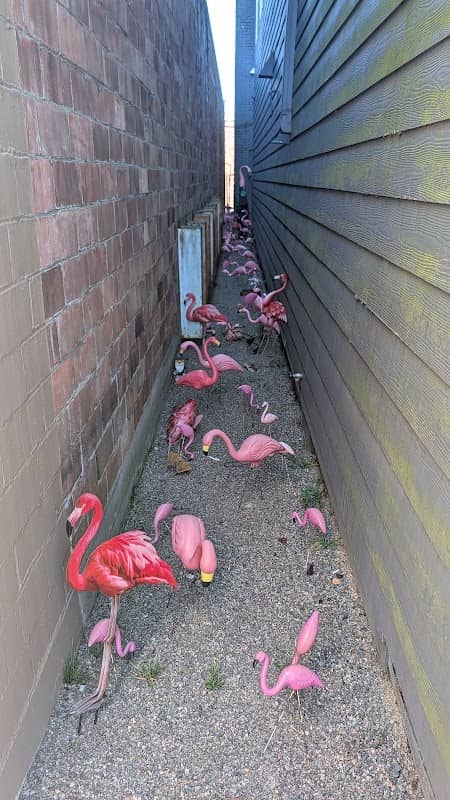 Enumclaw Flamingo Alley - Image 1