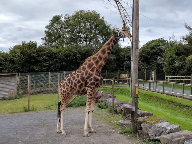 Folly Farm Adventure Park and Zoo - Image 2