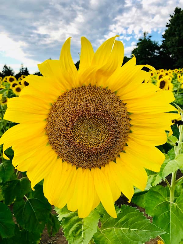 Prairie Knoll Park - Image 2