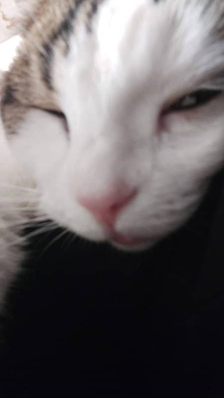 Sarı Kedi - Image 1