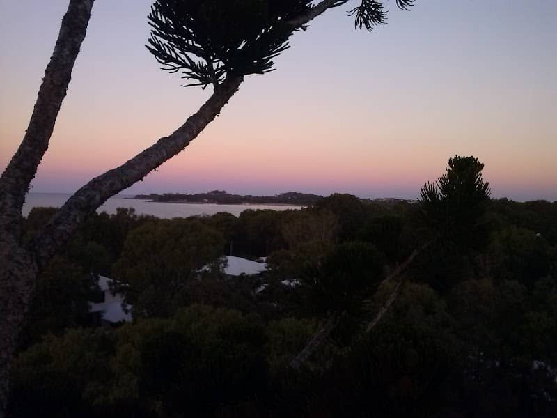 Mackay's Biggest Tree - Image 1
