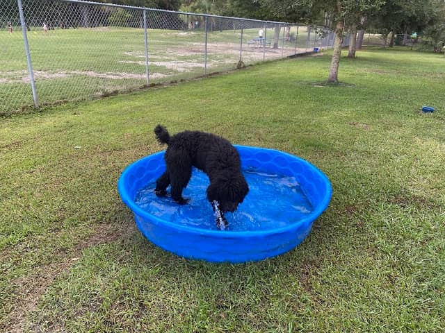 Palm Bay Regional Dog Park - Image 2