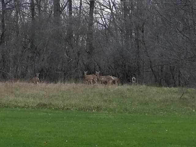 Lorain County Metro Parks High Meadows Shelter #1 - Image 2