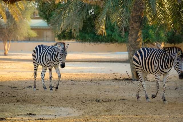 Mohamed bin Zayed Nature Reserve - Image 3