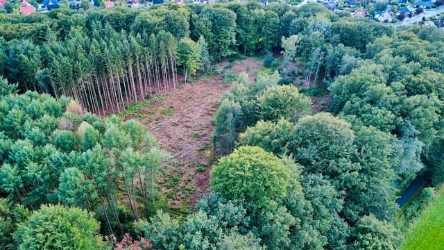 Bauernwald - Image 1