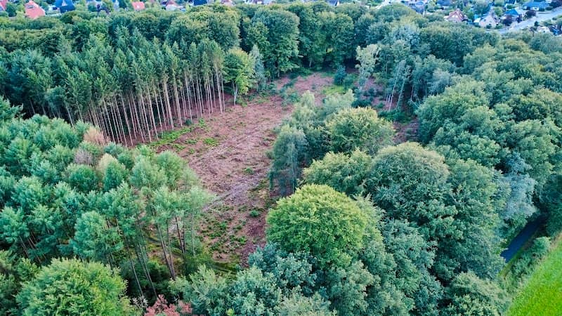 Bauernwald - Image 1