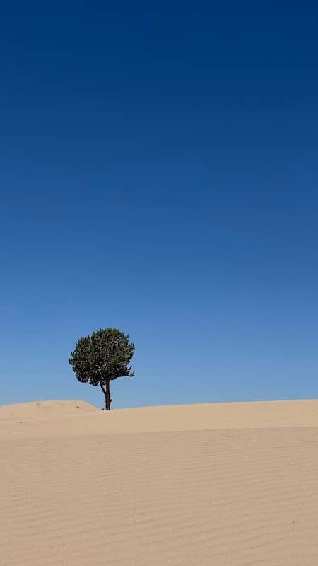 The Moniyeka Tree of Little Sahara - Image 3