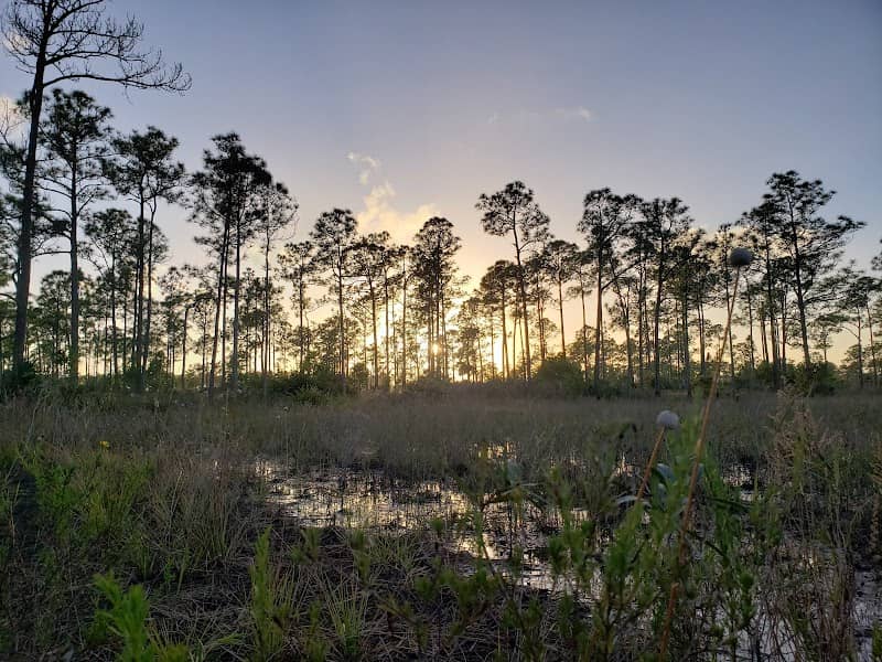 Royal Palm Beach Pines Natural Area - Image 2