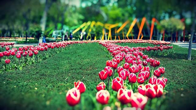 Karaj Flowers Garden - Image 1