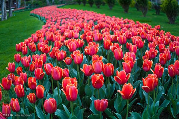 Karaj Flowers Garden - Image 2