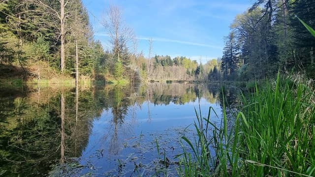 Weiher - Image 1