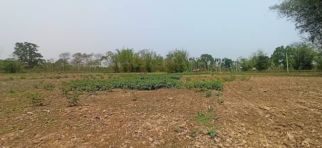 Anjan tea garden - Image 1
