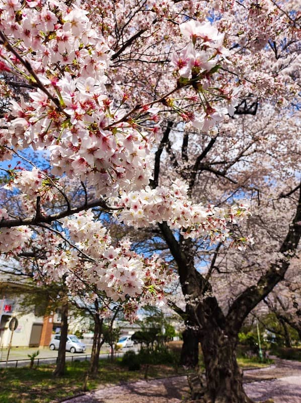 Asahigaoka Central Park - Image 2