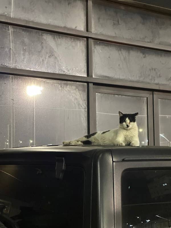Kitler the cat - Image 2