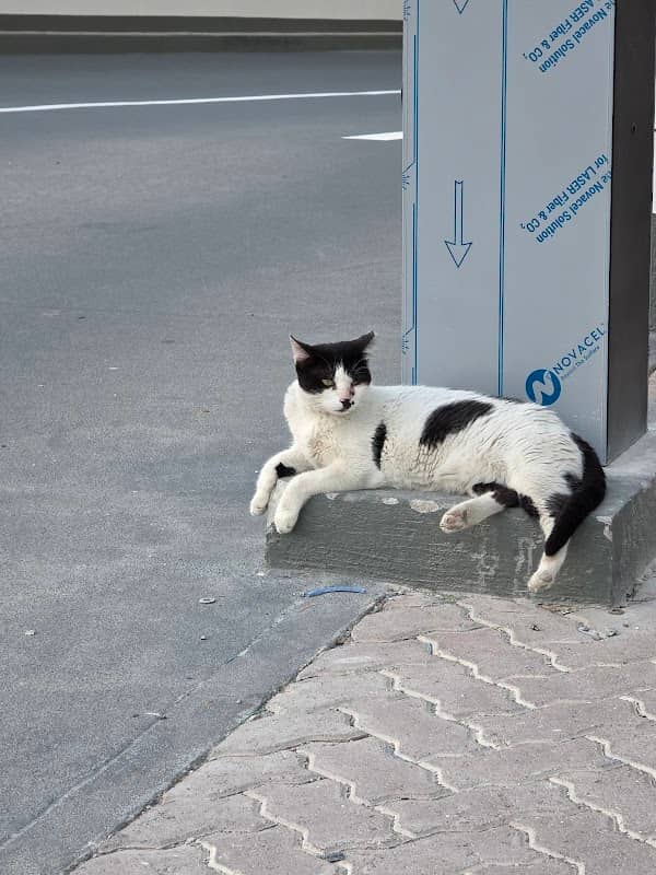 Kitler the cat - Image 1