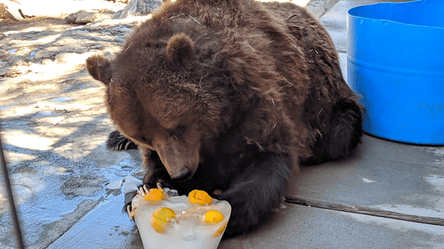 Big Bear Alpine Zoo - Image 2
