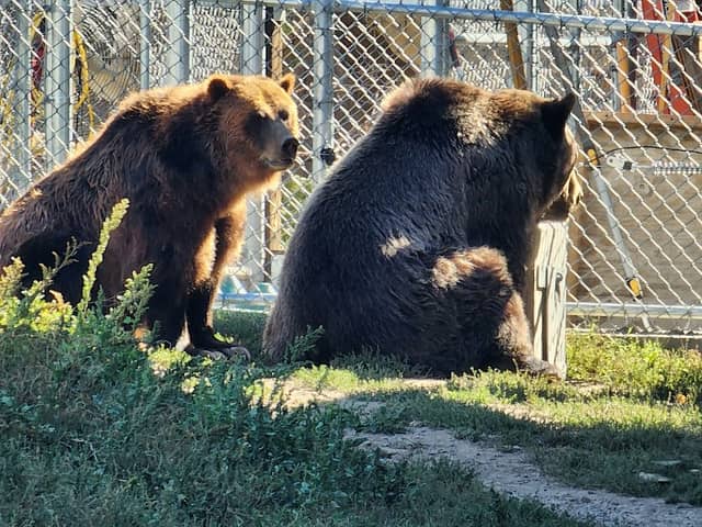 Big Bear Alpine Zoo - Image 1