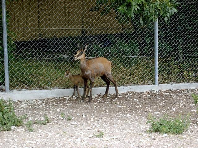 Waldmatten Zoo - Image 1
