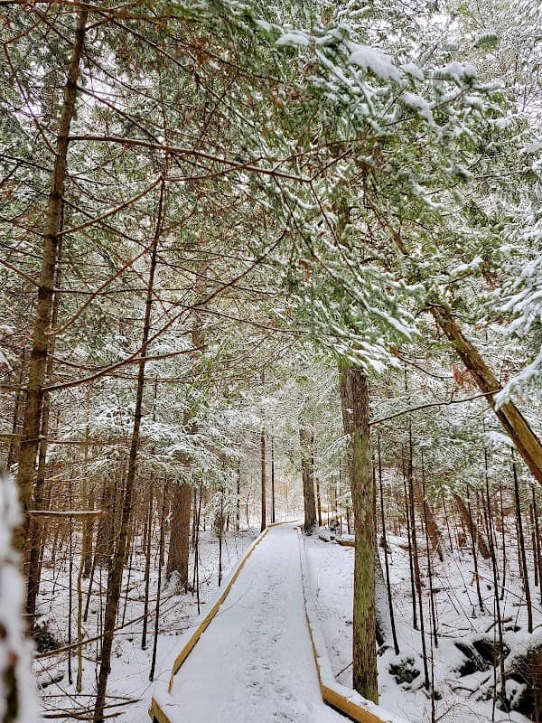 Pine Baron Pathway - Image 1