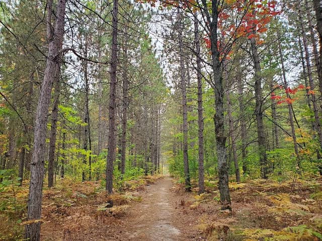 Pine Baron Pathway - Image 2