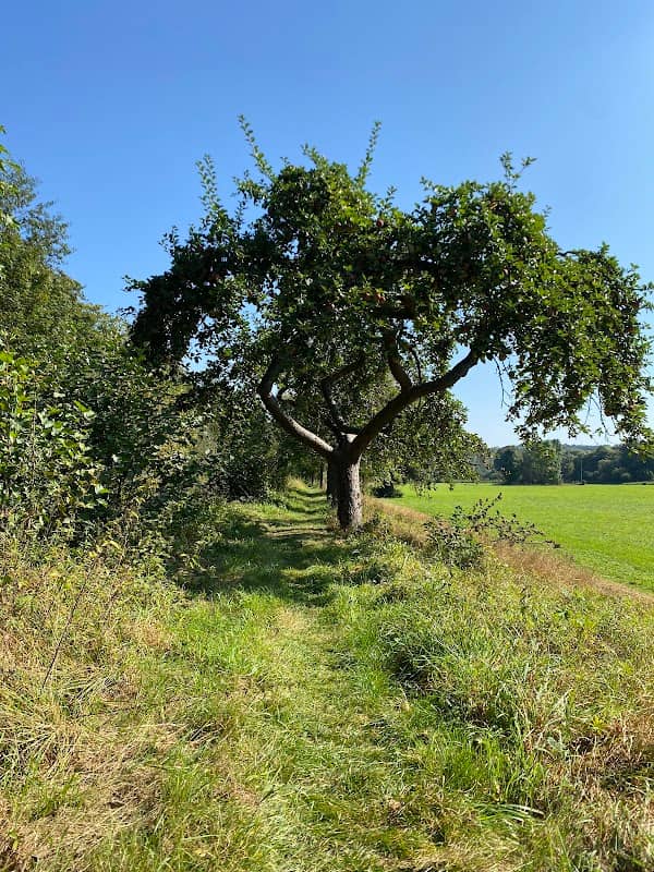 Obstbaumreihe am Werkgraben - Image 1