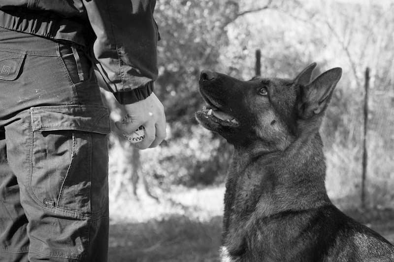 Canine Andreikou Sophia - Image 1