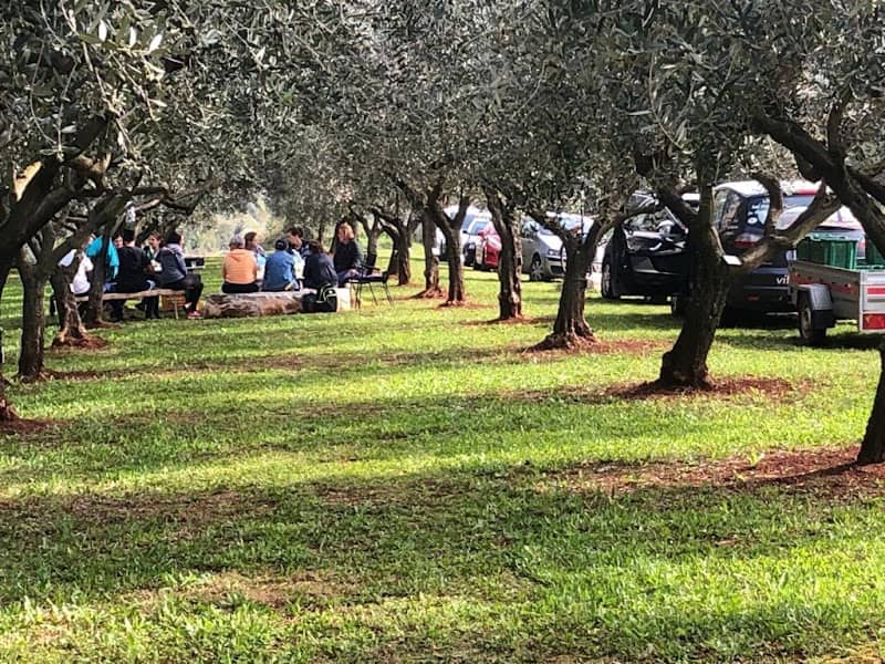 Rent a Tree & make your own Oliveoil - Image 1