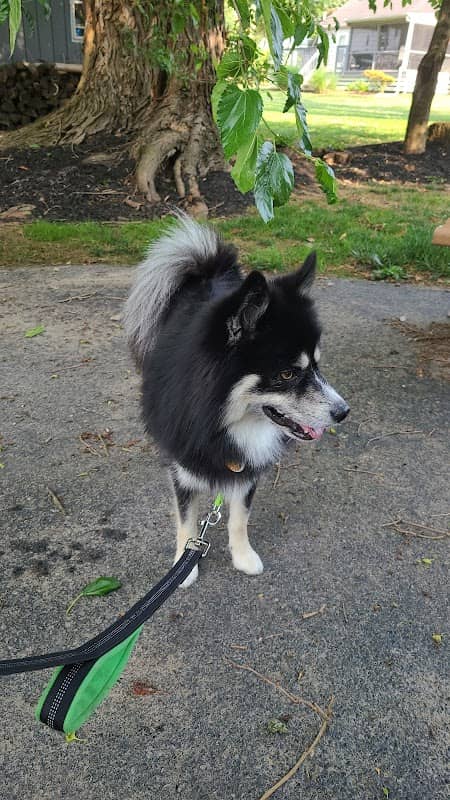 Neighborhood dog park/trail - Image 1