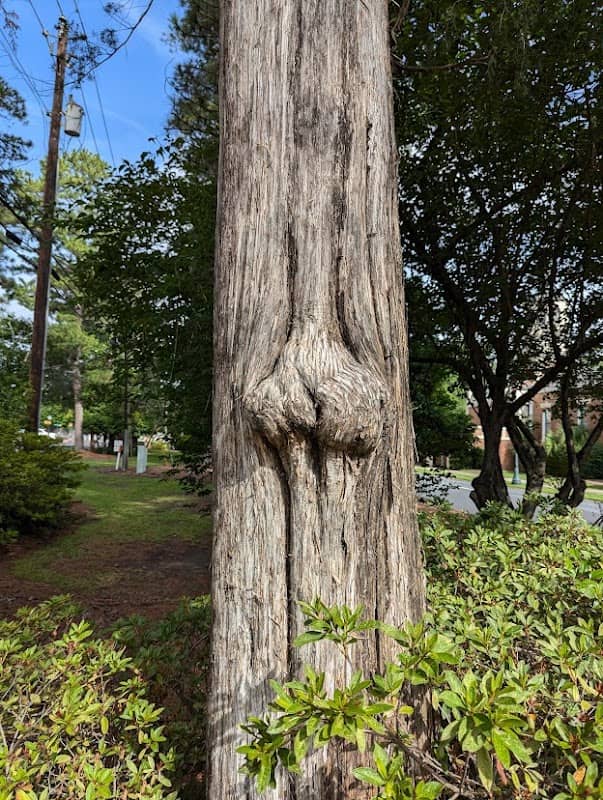 The Nut Tree - Image 1