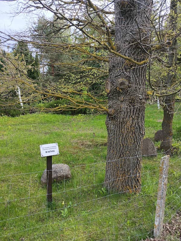 Rainis ozols - Image 1