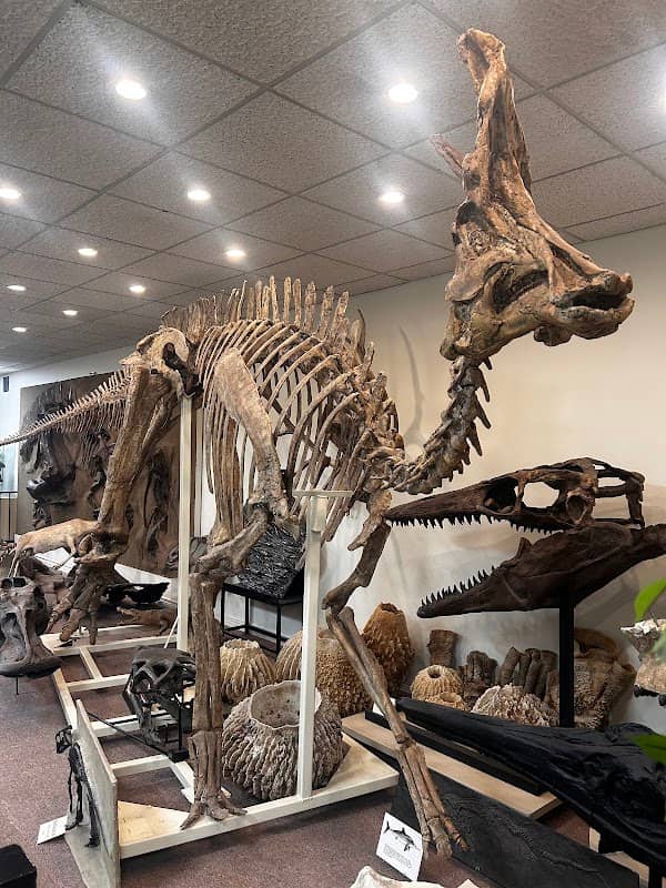 Stones 'N Bones Museum - Image 1