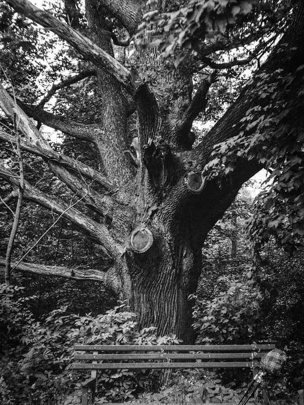 Wotanseiche Mengelsdorf - Image 1