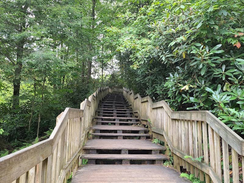 Blackwater Falls Boardwalk - Image 1