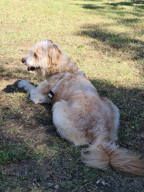 Area Sgambatura Cani - Image 1