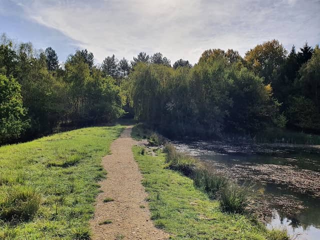 Bourne Wood - Image 2