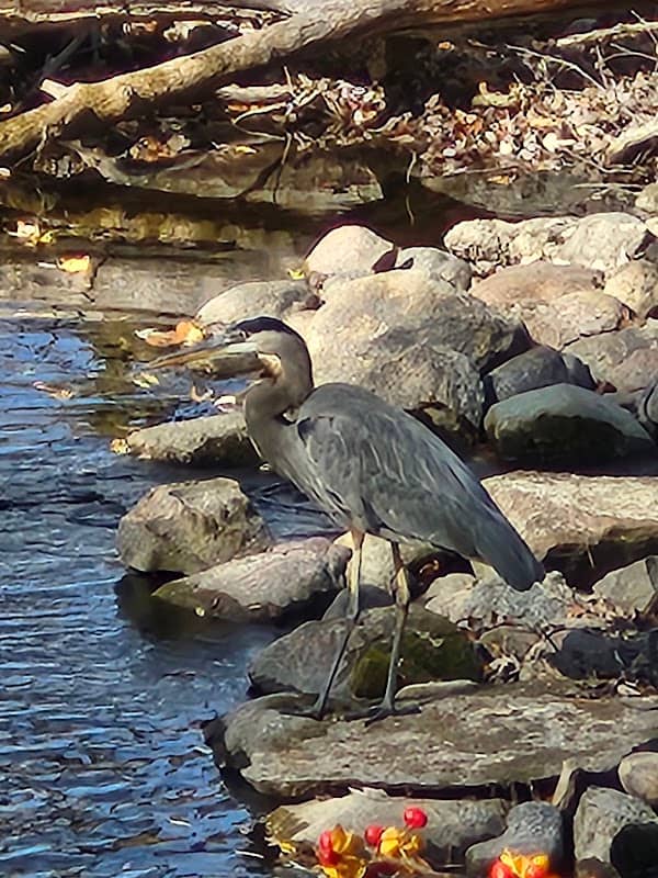 Fred Meijer Flat River Trail - Image 2
