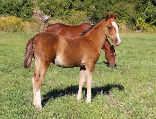 Centro equino Riberas del Ranco - Image 2