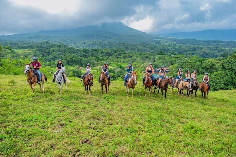 Pacos Horses - Image 1